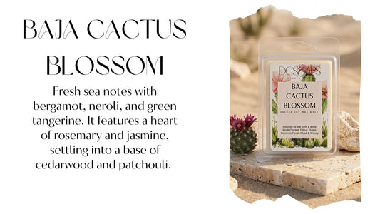 Baja Cactus Blossom