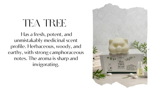 Tea Tree Pig